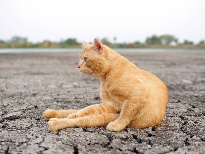 น้ำเคยนอง คลองแล้ง ก็แห้งผาก 1