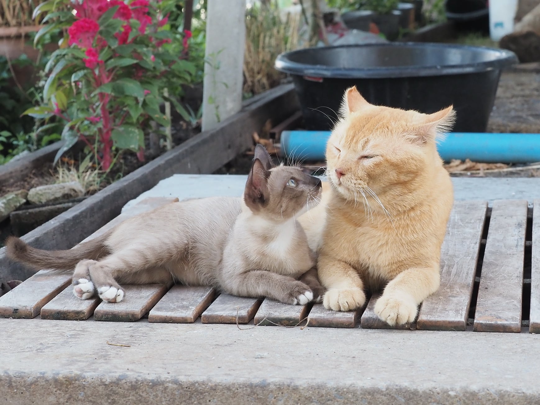 ขายกระเป๋า เขาอ้าง ว่าจ้างหนู 1