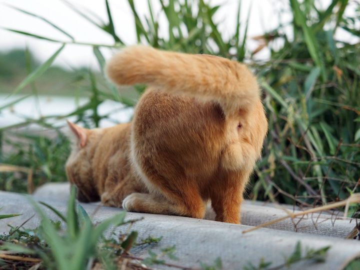 แมวหมาคุด มุดกัน ช่วงวันหยุด 1