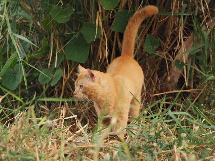 เป็นเจ้าป่า อย่ามัว ไปกลัวอด 1