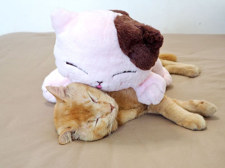 ขอหลับนอน ตอนนี้ จะดีไหม 1