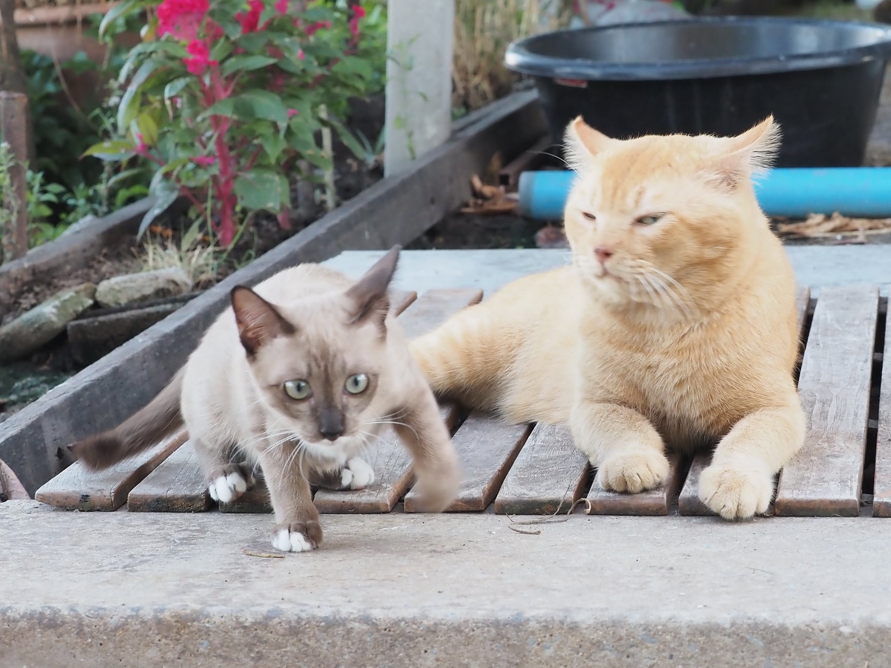 ขายกระเป๋า เขาอ้าง ว่าจ้างหนู 3