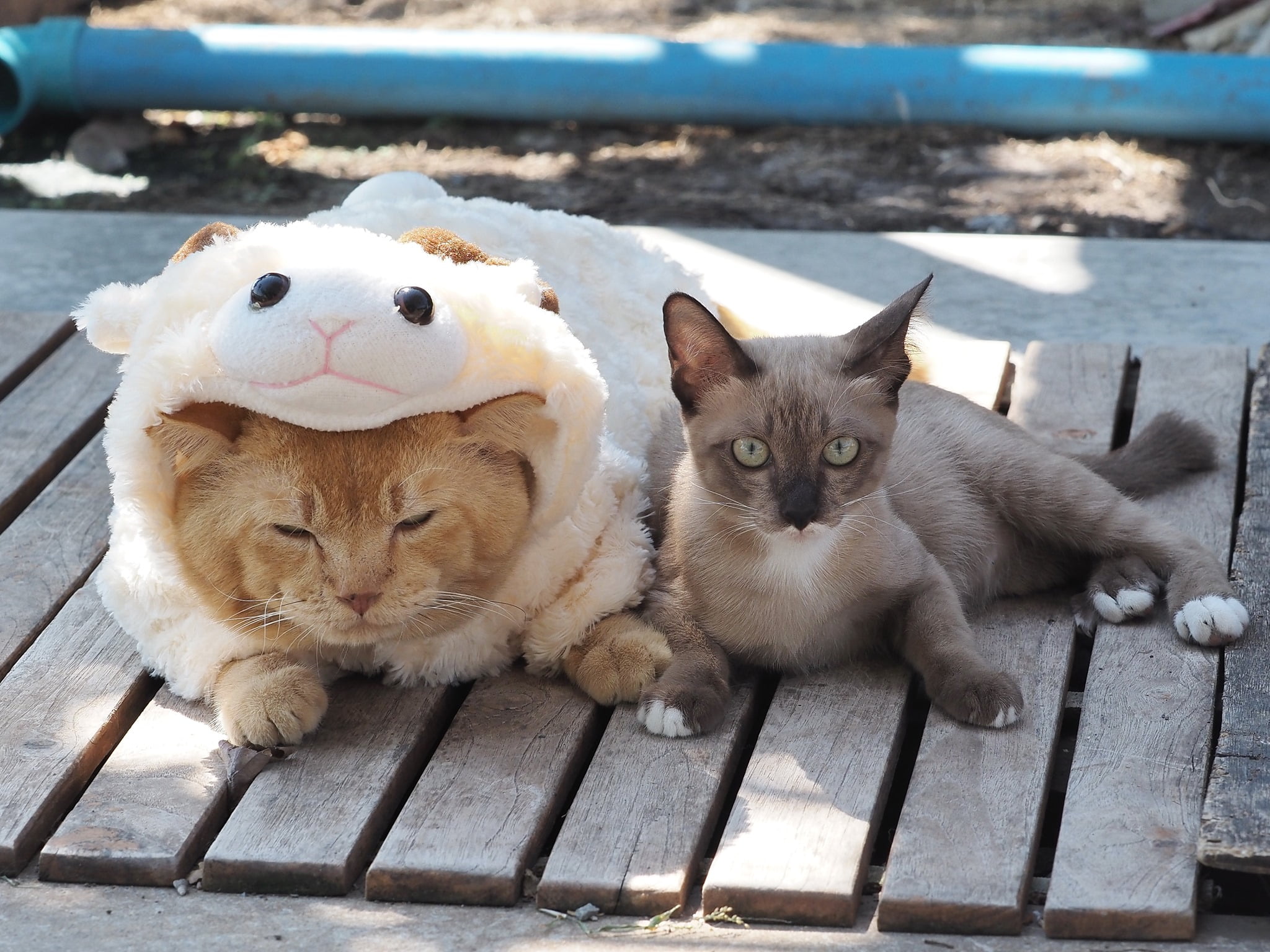 ปีฉลู ชูชื่น เลยตื่นเช้า 4