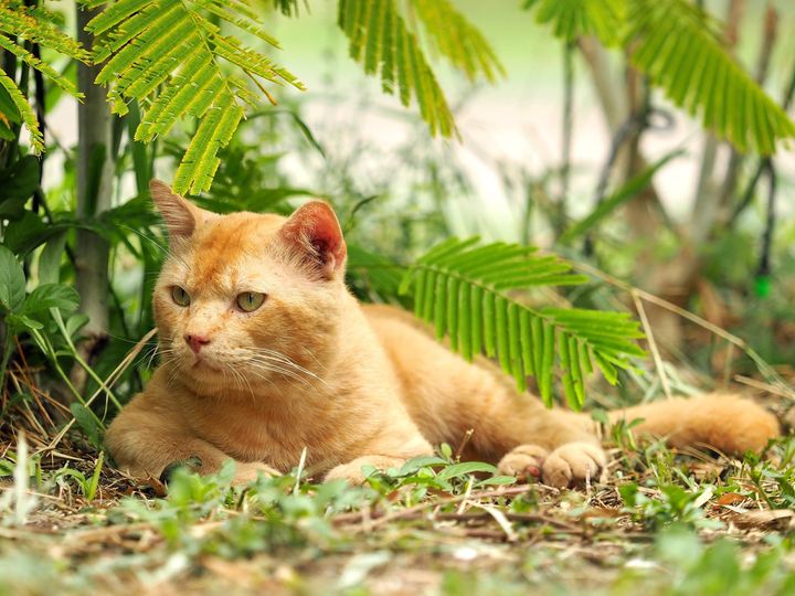 มารอคน จนบ่าย แถวชายป่า 1