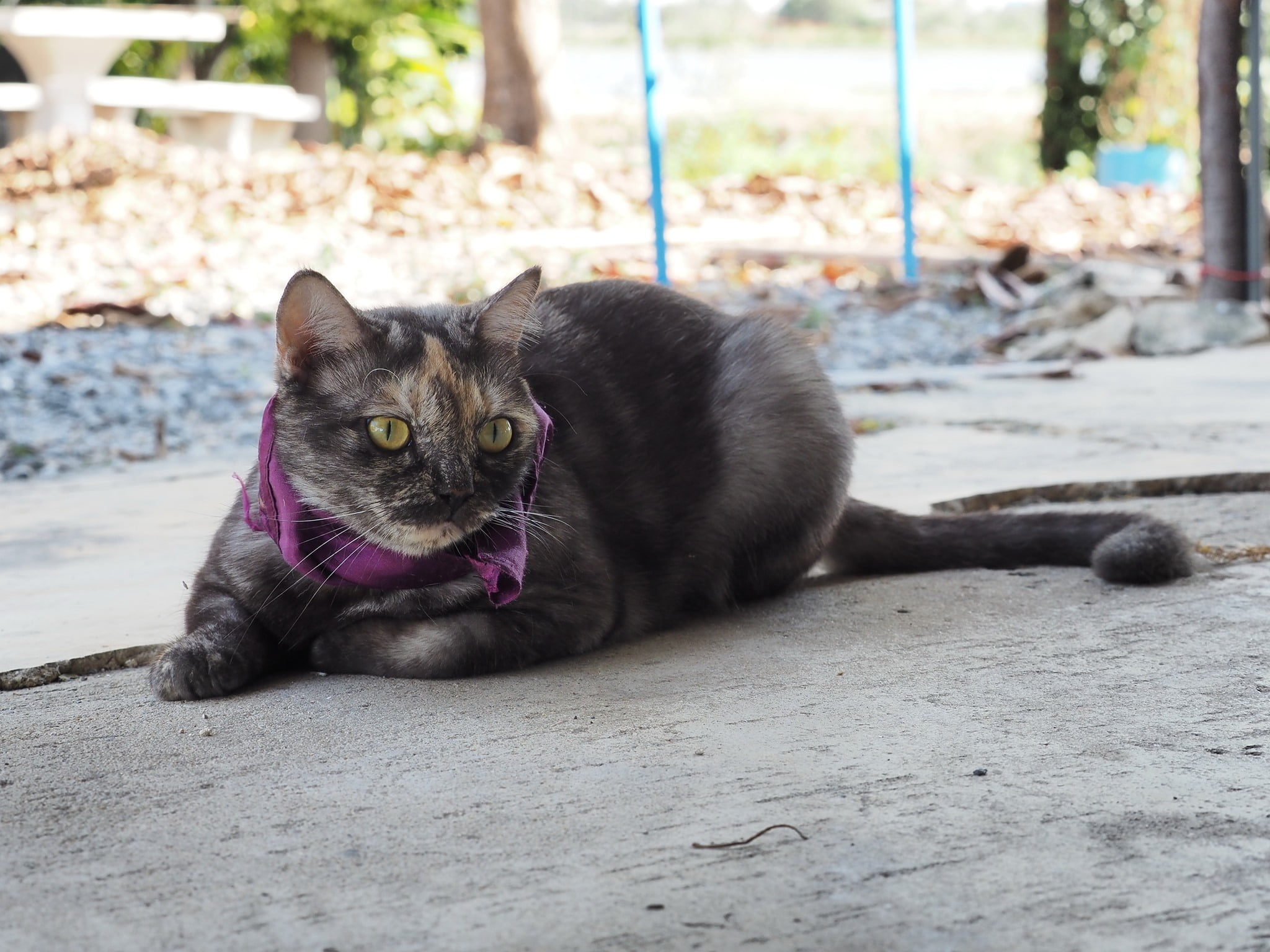 จะเดินสาย ชายทุ่ง ออกมุ่งหน้า 4