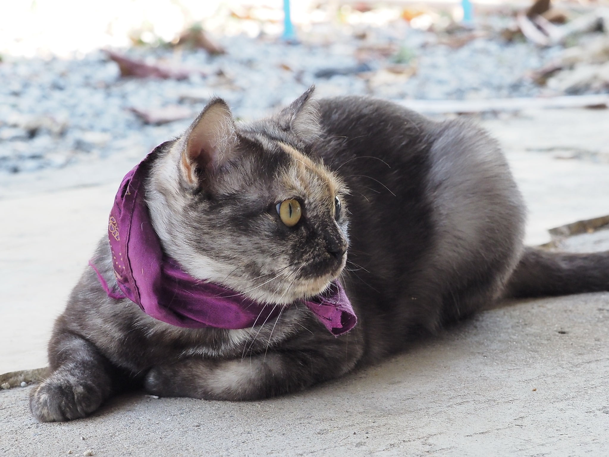 จะเดินสาย ชายทุ่ง ออกมุ่งหน้า 2