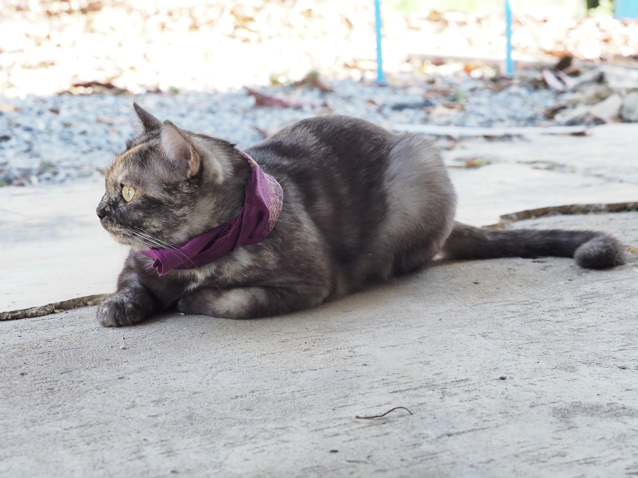 จะเดินสาย ชายทุ่ง ออกมุ่งหน้า 3