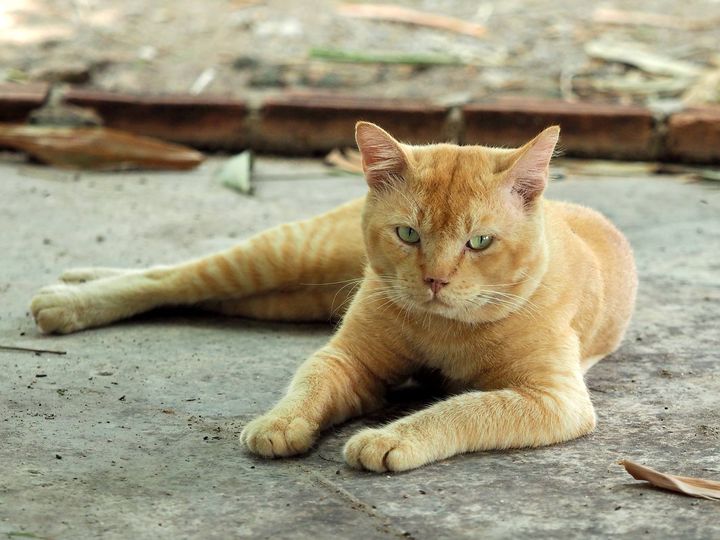 น้ำยังนอง ท้องนา หยุดล่าเหยื่อ 1