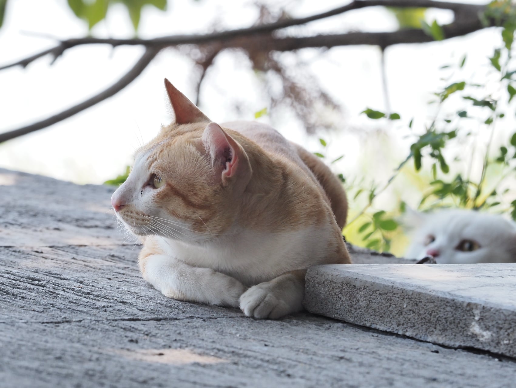 ปีนหลังคา หาหนู มันดูยาก 5