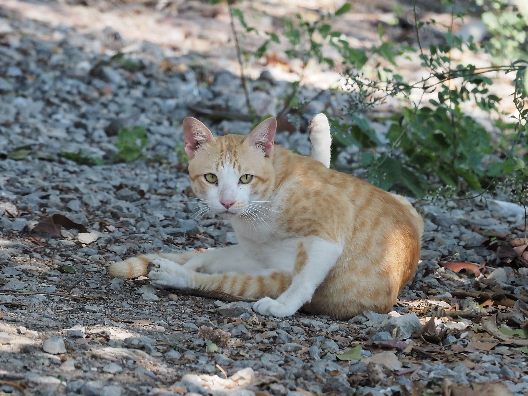 ปีนหลังคา หาหนู มันดูยาก 4
