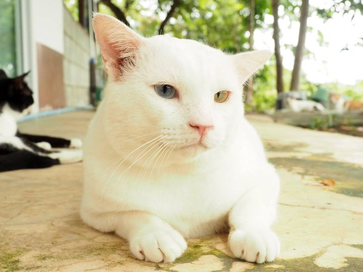 เจ้าทองมี นี้ชาญ ชำนาญป่า 1