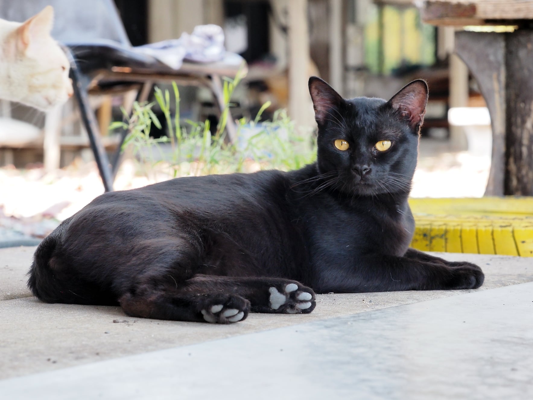 ปีนหลังคา หาหนู มันดูยาก 2