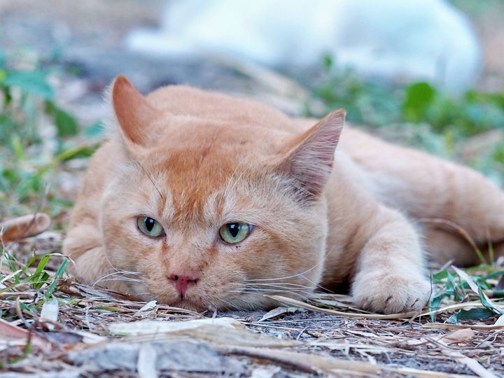ฝนก็หาย หลายวัน ดังฉันว่า 1