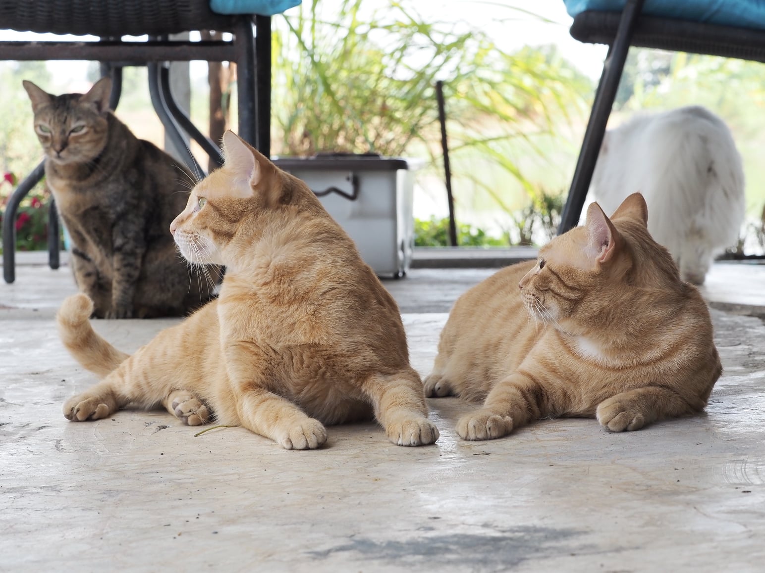 อากาศลด สดชื่น เลยตื่นช้า 4