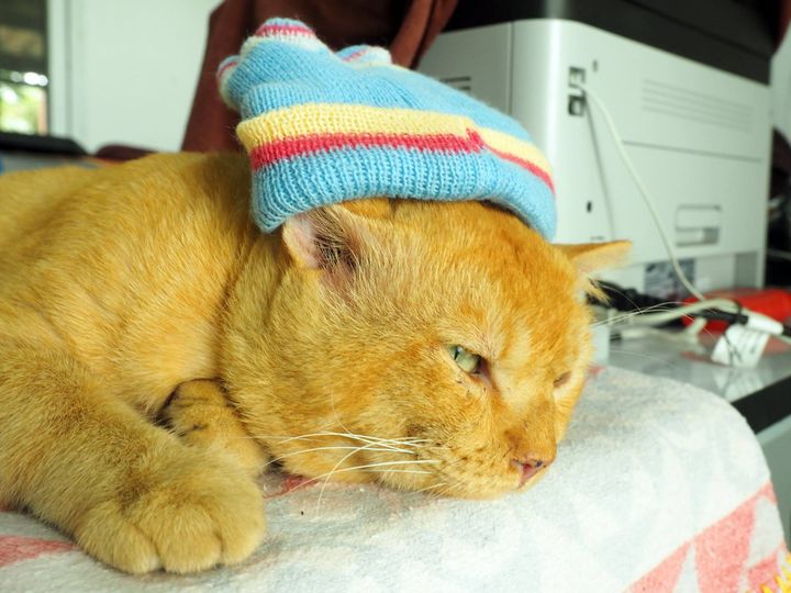 เอาหมวกใส่ ใครจะรู้ ว่าหูแหว่ง 1