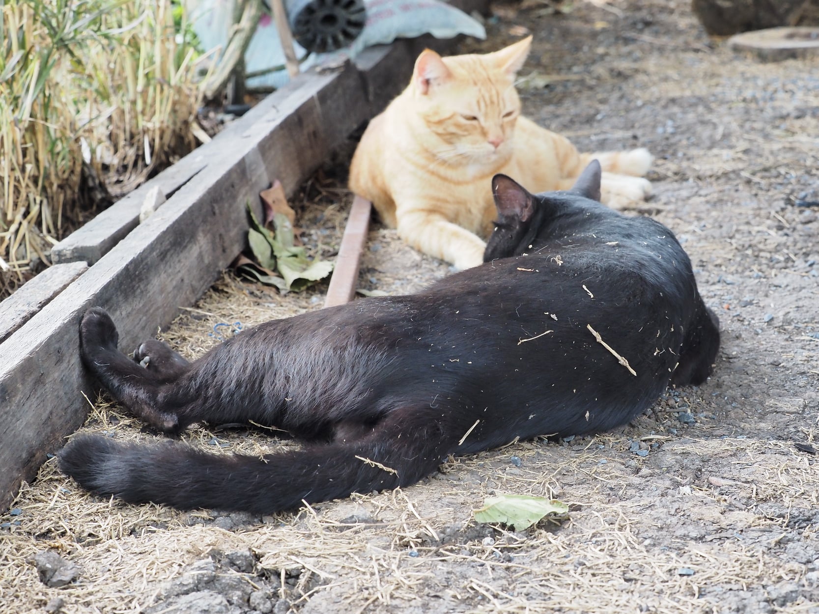 เล่นสนุก คลุกฝุ่น มันอุ่นขน 5
