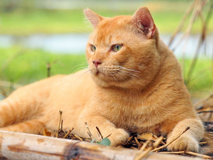 ประกาศข่าว ป่าวร้อง บอกพ้องเพื่อน 1