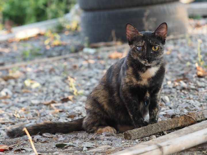 เย็นวันนี้ พอถึงเวลาเข้าบ้าน ก็รีบพามะเหมี่ยวกับโนอึลเข้าบ้านก่อนใคร เพราะเผลอคง 1