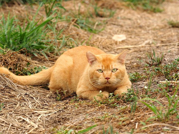 อำพรางตัว หัวหาง อยู่กลางหญ้า 1