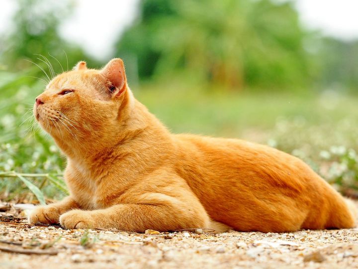 ออกเดินดิน กินลม ออกชมป่า 1