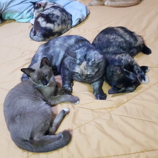 มะเหมี่ยวกับสมสวยเข้าบ้านเรียบร้อยครับ 1