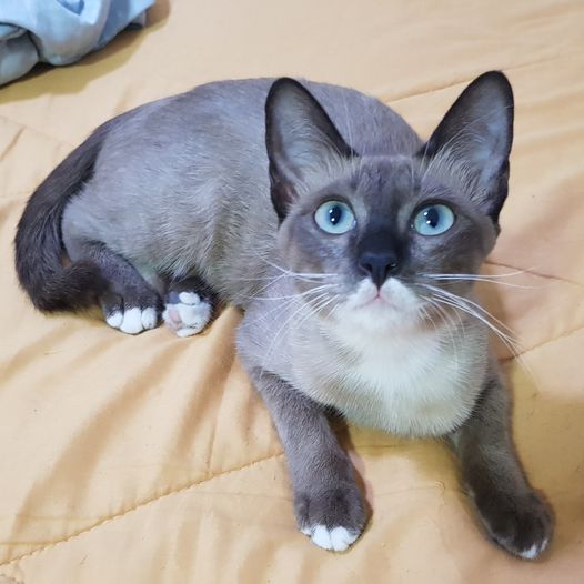 โนอึล: "อาจารย์กับศิษย์พี่ยังไม่เข้าบ้านค่ะพ่อ หนูได้ยินเสียงวิ่งกันบนหลังคา จับ 1