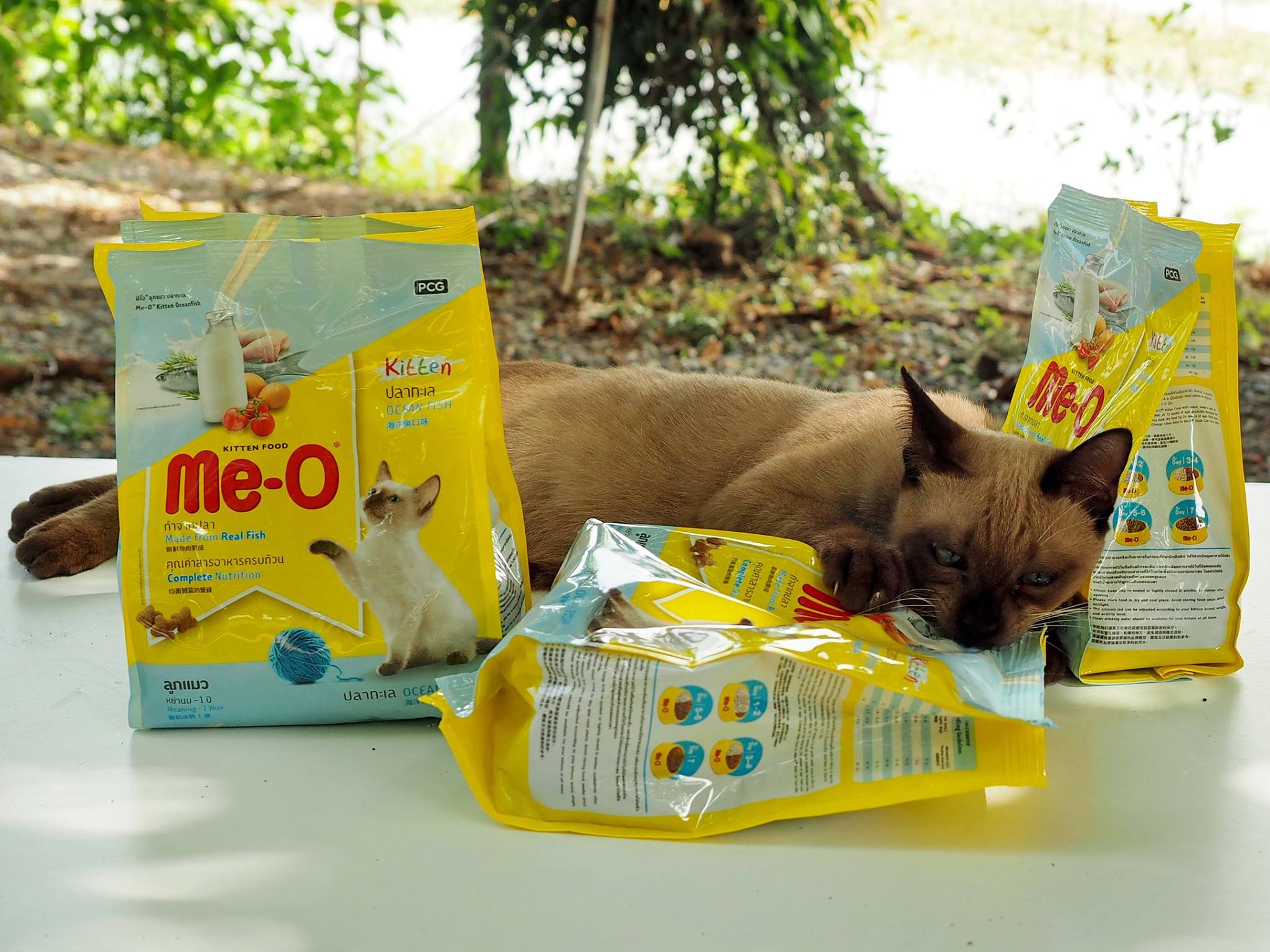 เป็นแมวเล็ก เด็กจร ยังอ่อนล้า 1