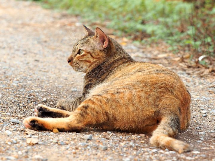 เรามันโสด โดดเดี่ยว ถึงเปลี่ยวเหงา 1