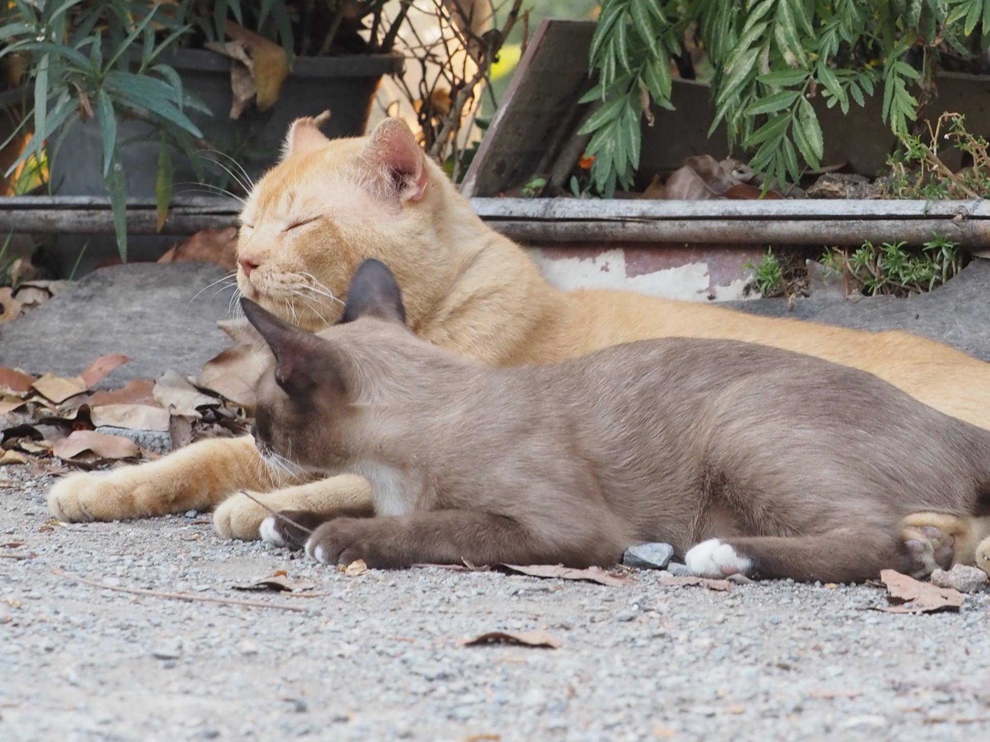 แอบไปหา ปลาปู กันปู่จ๋า 3