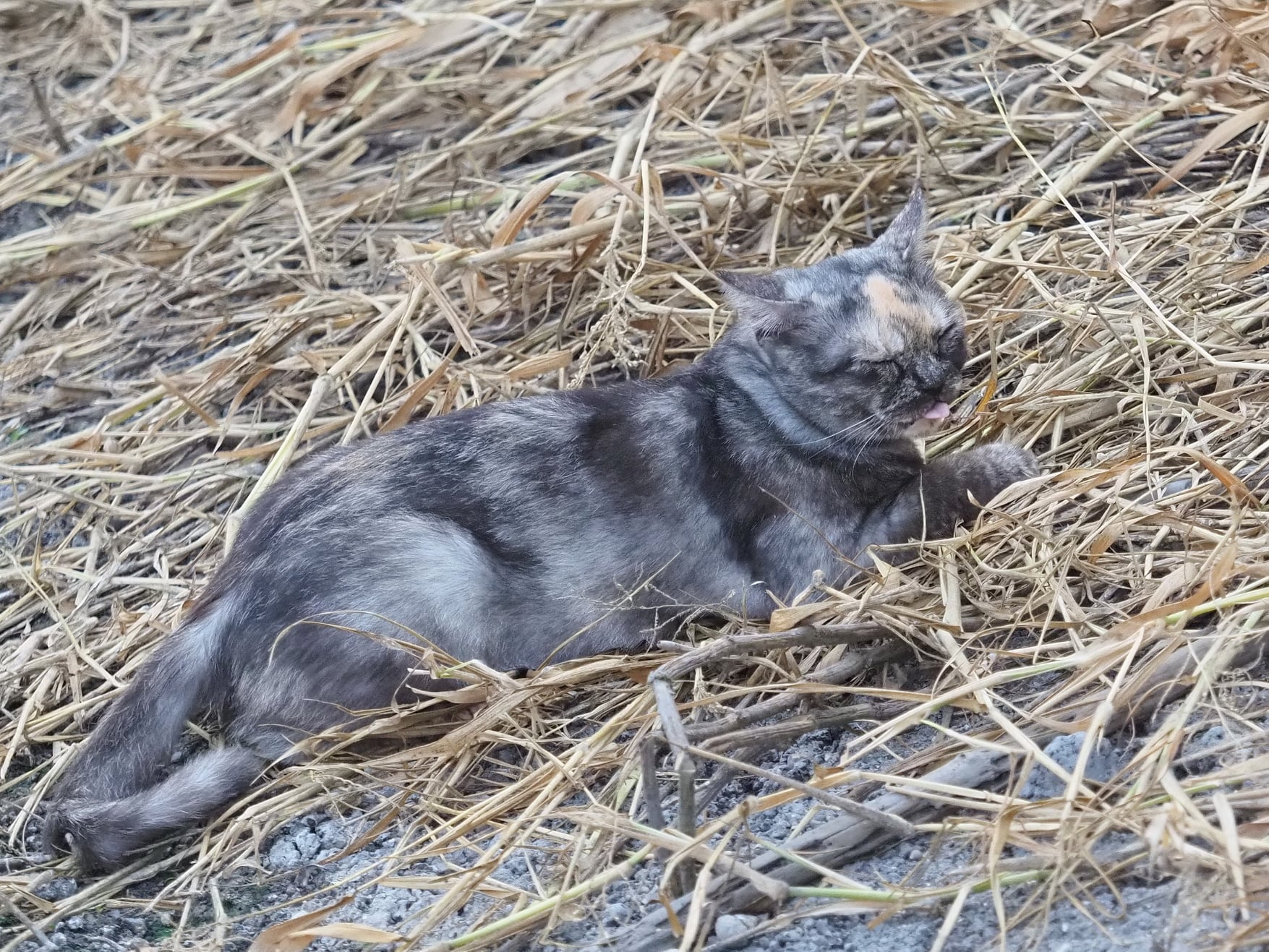 มีแผนการ งานลับ ออกจับนก 2