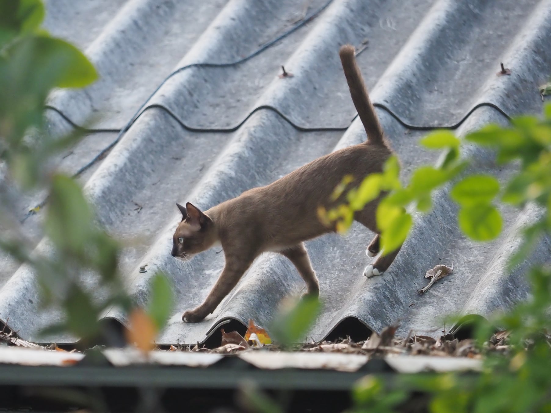 มีแผนการ งานลับ ออกจับนก 4