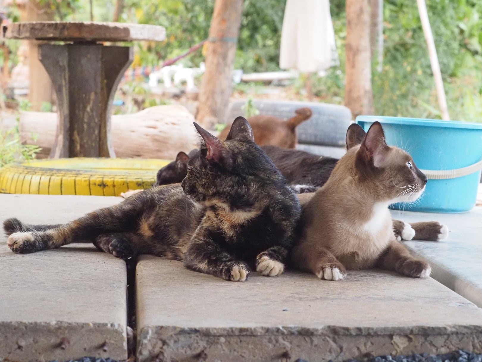 มีแผนการ งานลับ ออกจับนก 3