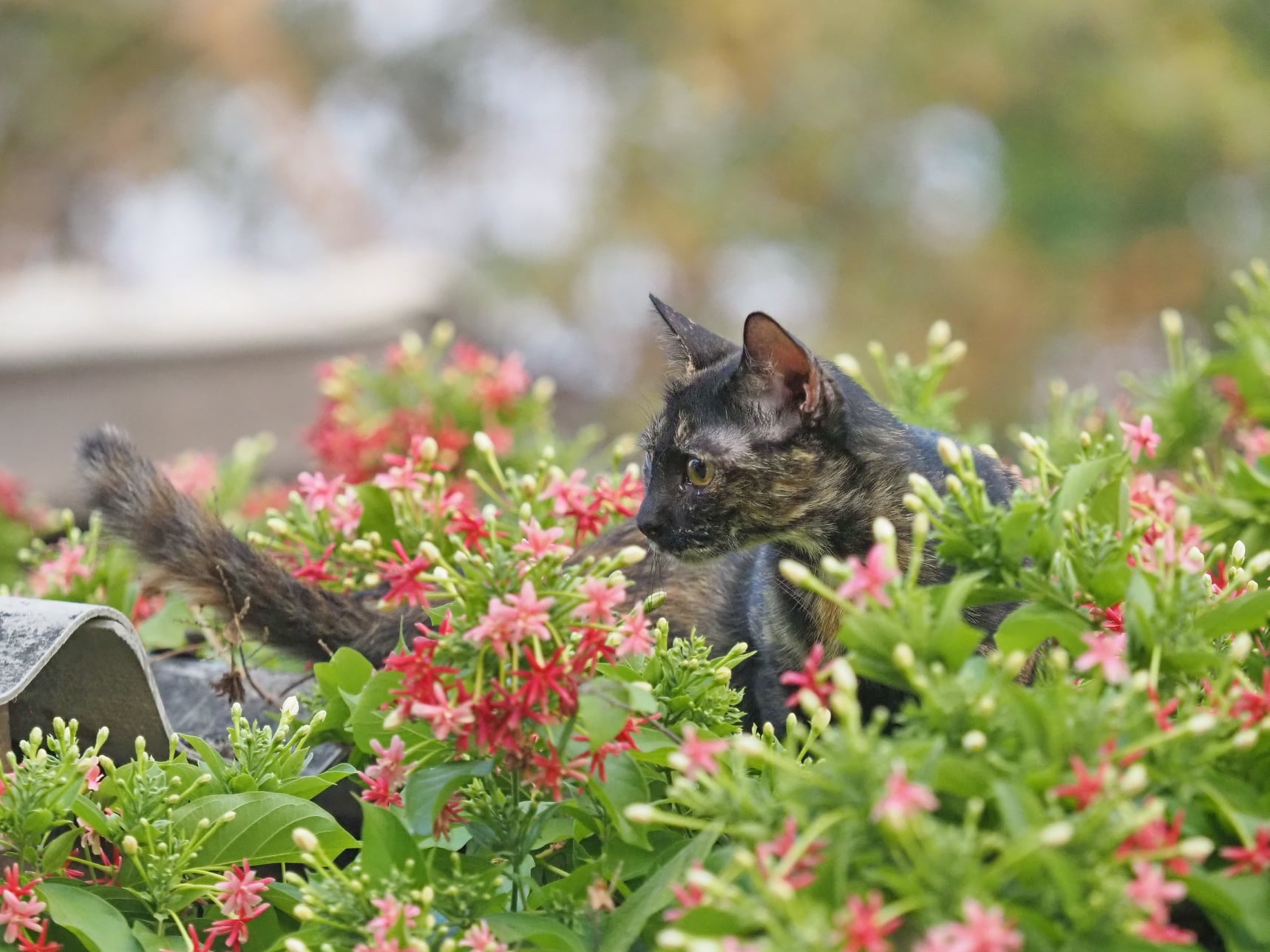 มีแผนการ งานลับ ออกจับนก 5