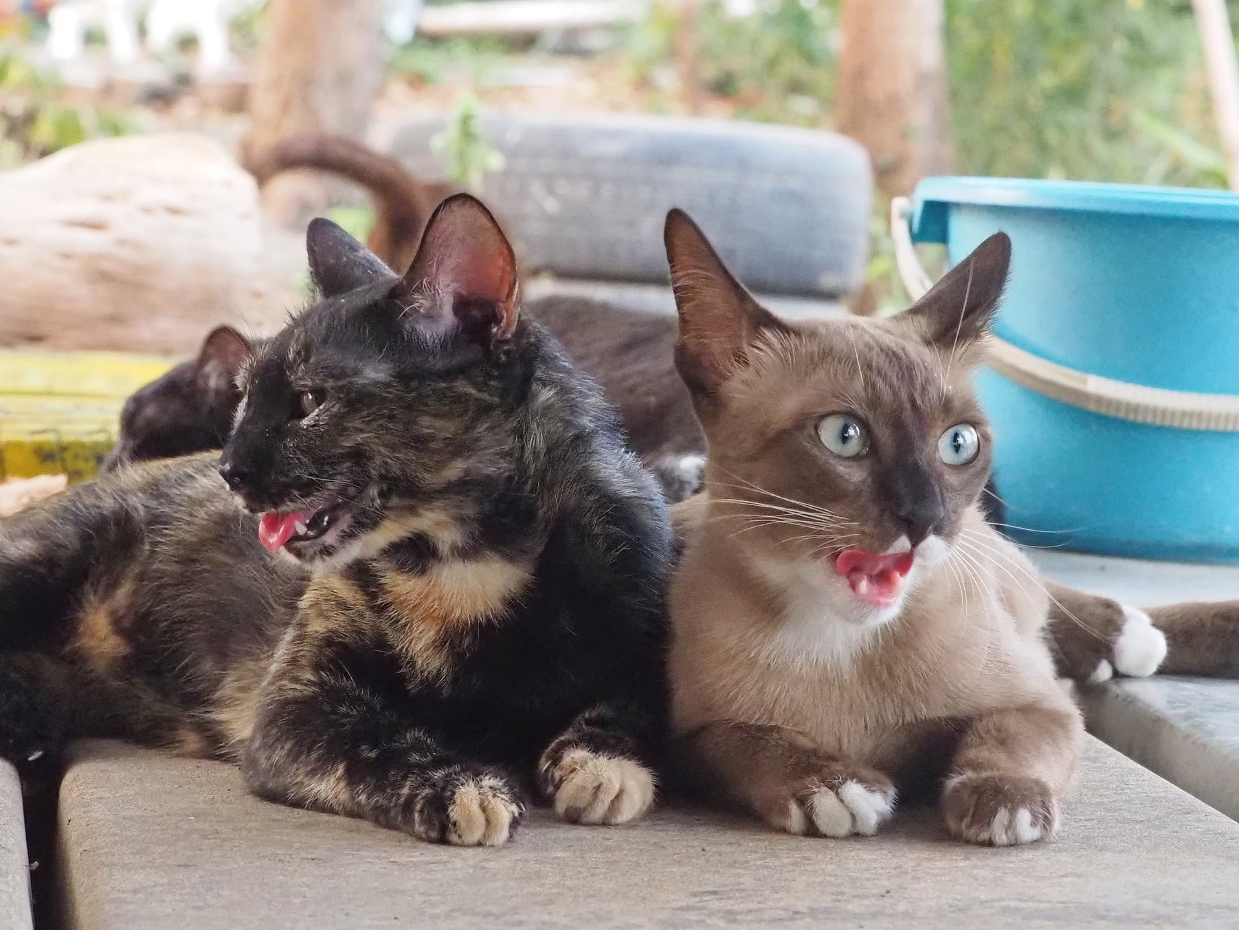 มีแผนการ งานลับ ออกจับนก 1