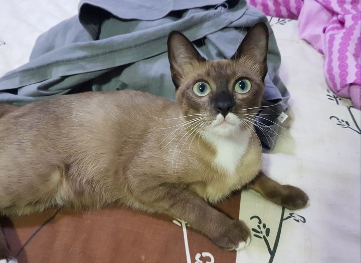 #โนอึล : "โดนด่ายับเลยค่ะ! หนูแค่คาบผ้าปู ผ้าห่ม คาบเสื้อพ่อลงใต้เตียง หัวหน้าสั 1