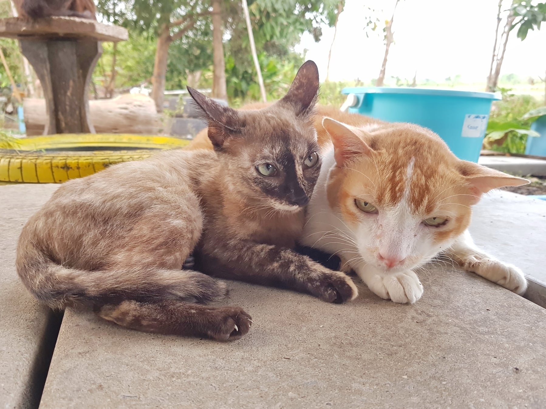 อยู่กับลุง พุงบาน เถอะหลานเอ๋ย 1