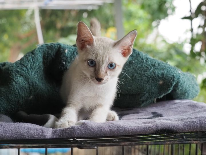 "หนูกับแม่โดนคนใจร้ายปล่อยทิ้งในป่าครับ ตอนนี้คนบ้านนี้เขาทำภารกิจบางอย่างอยู่กั 1