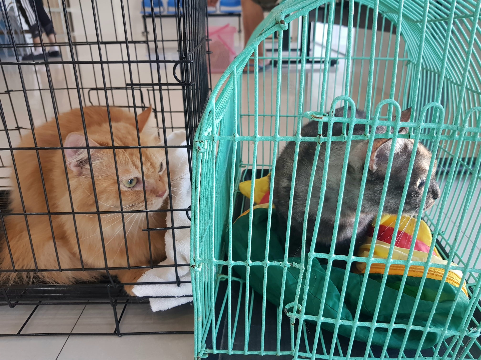 "ยัยเฟือง ถ้าเจอเข็มยาวแปดวา เธอกระโดดงับหมอเลยนะ" 3