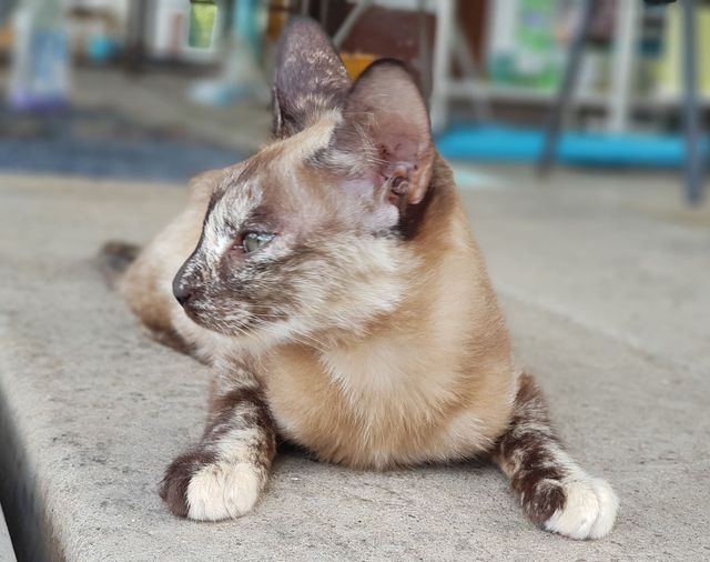 วันนี้มาเล่าเพิ่มดึกหน่อยครับ ต้องขออภัยที่วันนี้ยุ่งไล่จับแก๊งตัวแสบเข้าบ้านเลย 1