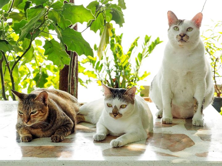 ผู้ชายนั่ง ฝั่งขวา ทำหน้าเด่น 1