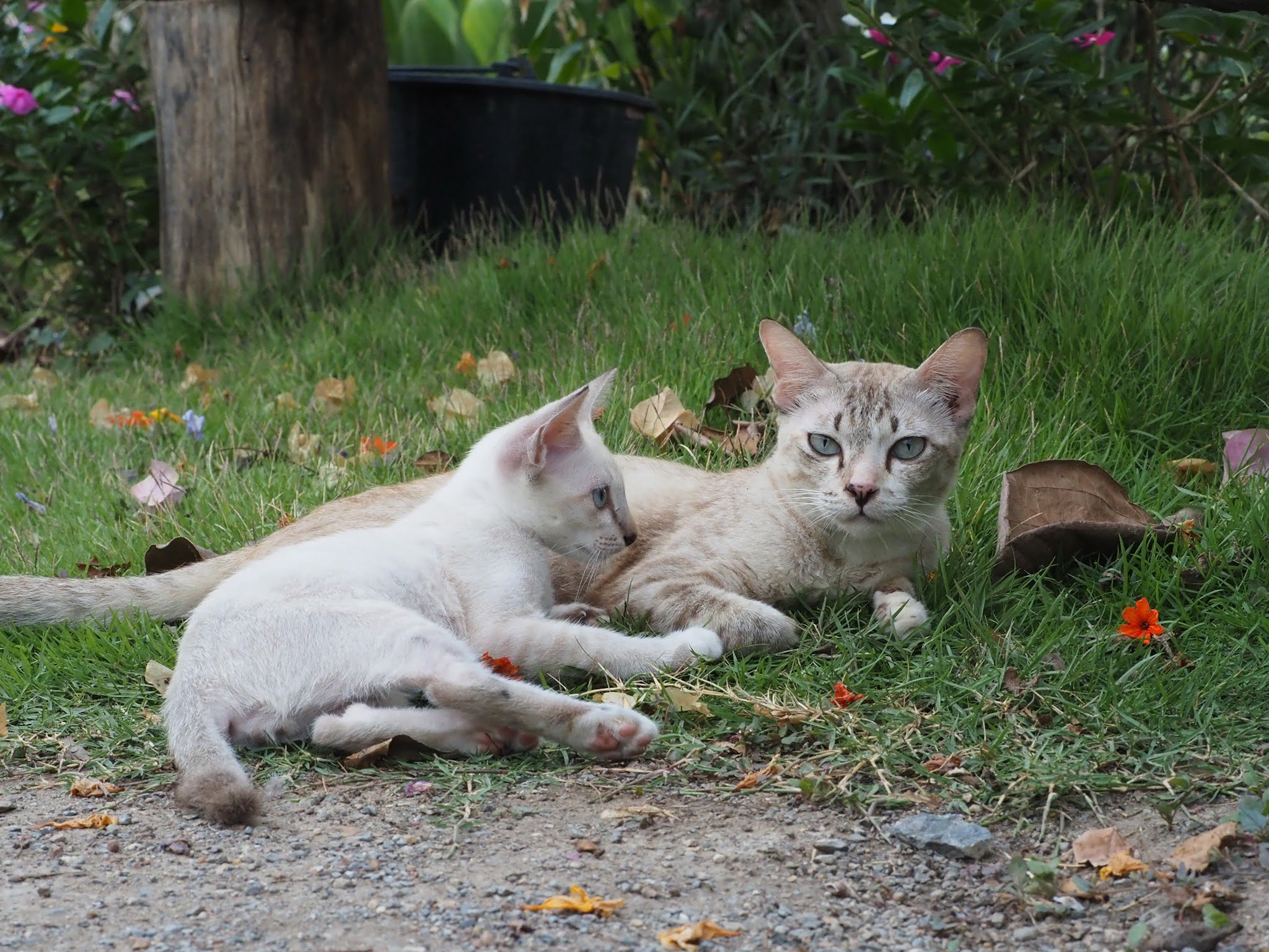 อัปเดต ปลาสร้อย ปลาซิว และโนอาครับ 1