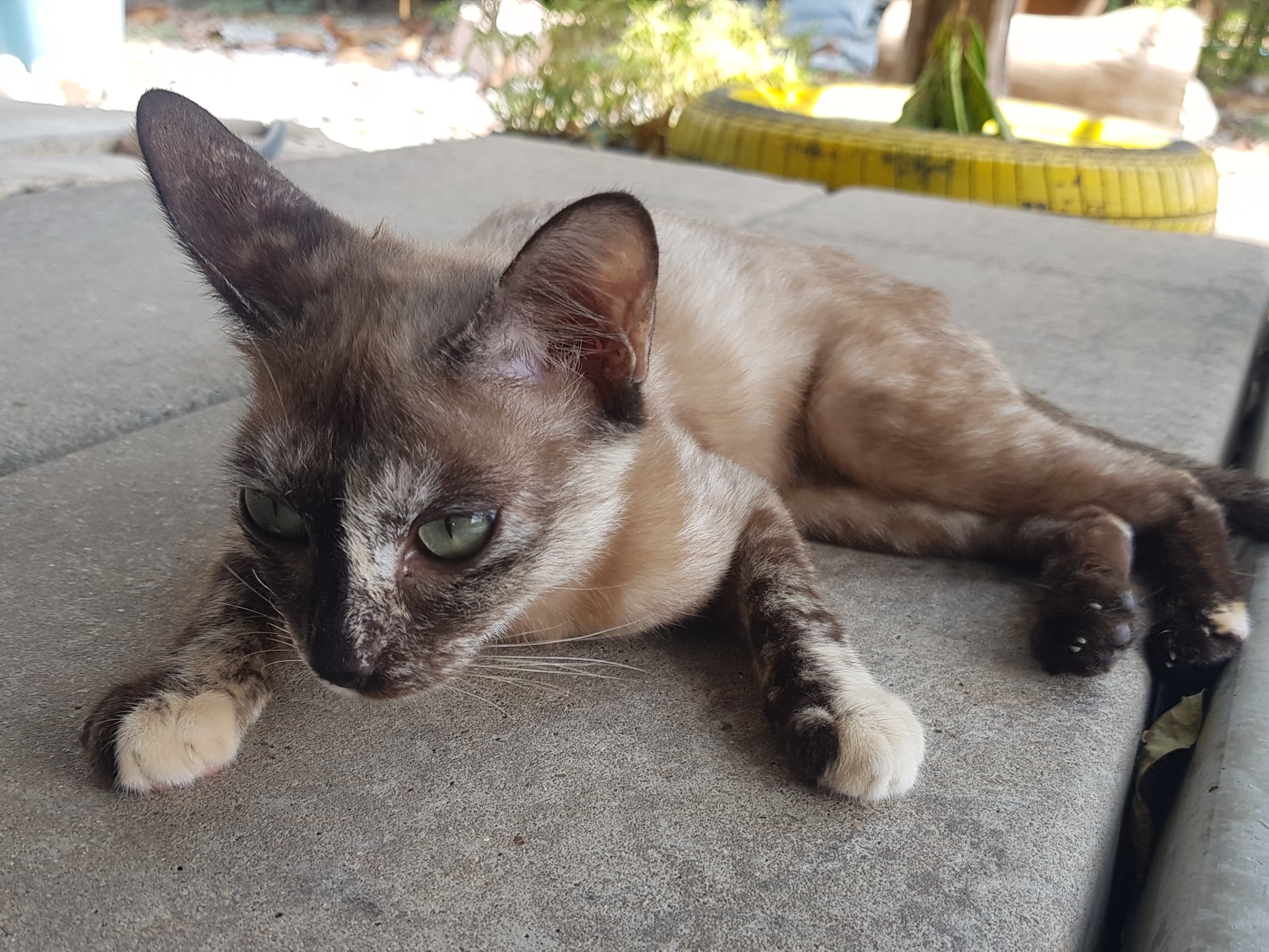 อัปเดตอาการแมวป่วยนะครับ 1