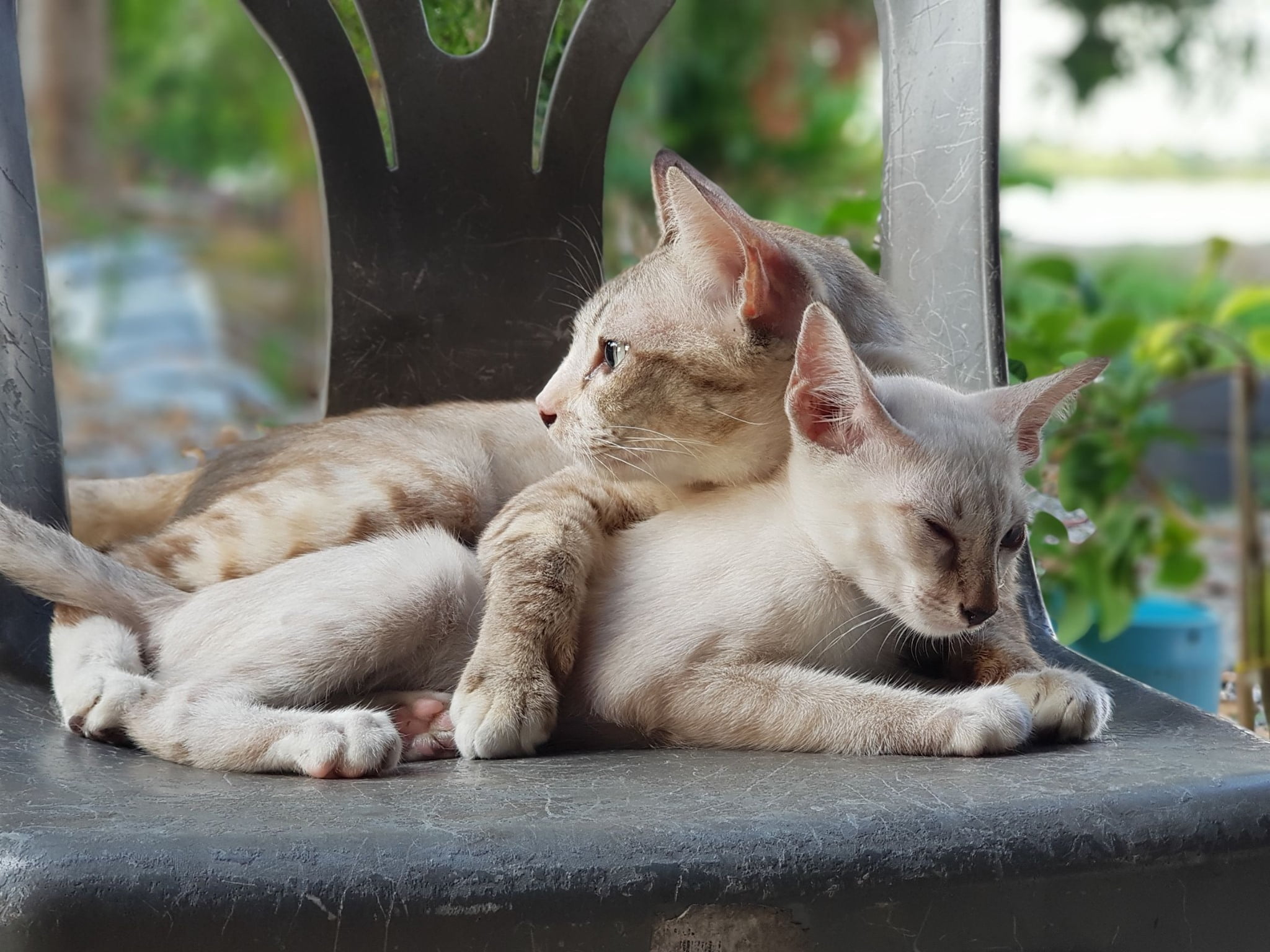 อัปเดตแมวป่วยครับ 1