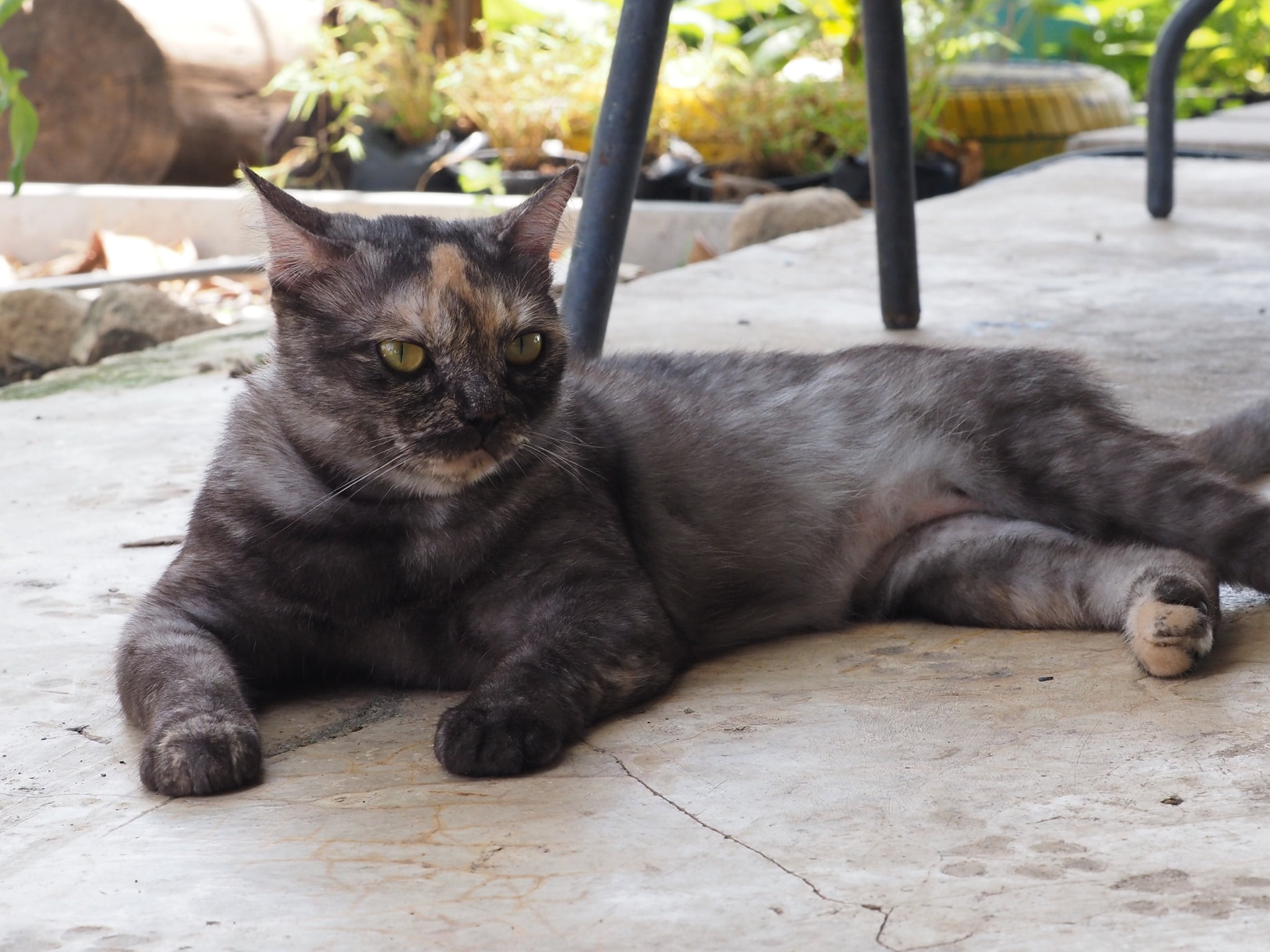 โดนเขาใช้ ให้เรา อยู่เฝ้าบ้าน 3