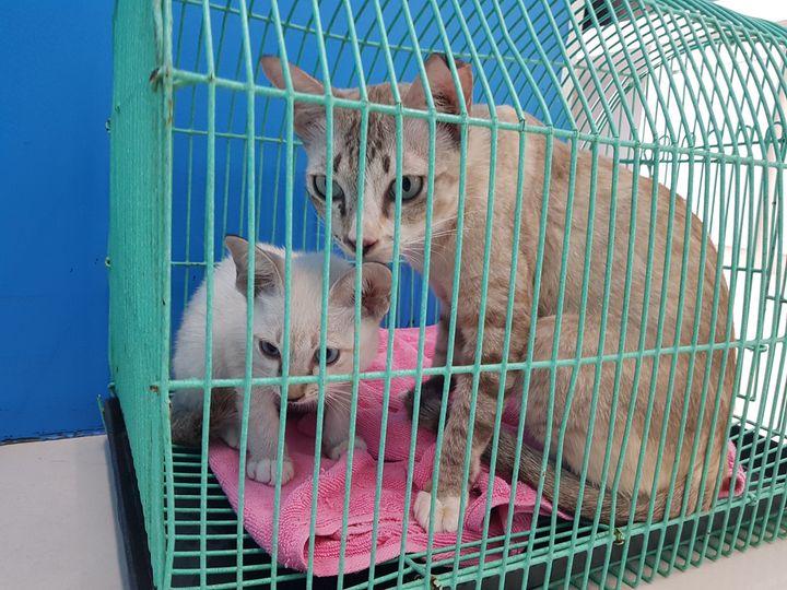 วันนี้แม่ #ปลาสร้อย กับ #ปลาซิว อาการเริ่มดีขึ้นครับ 1