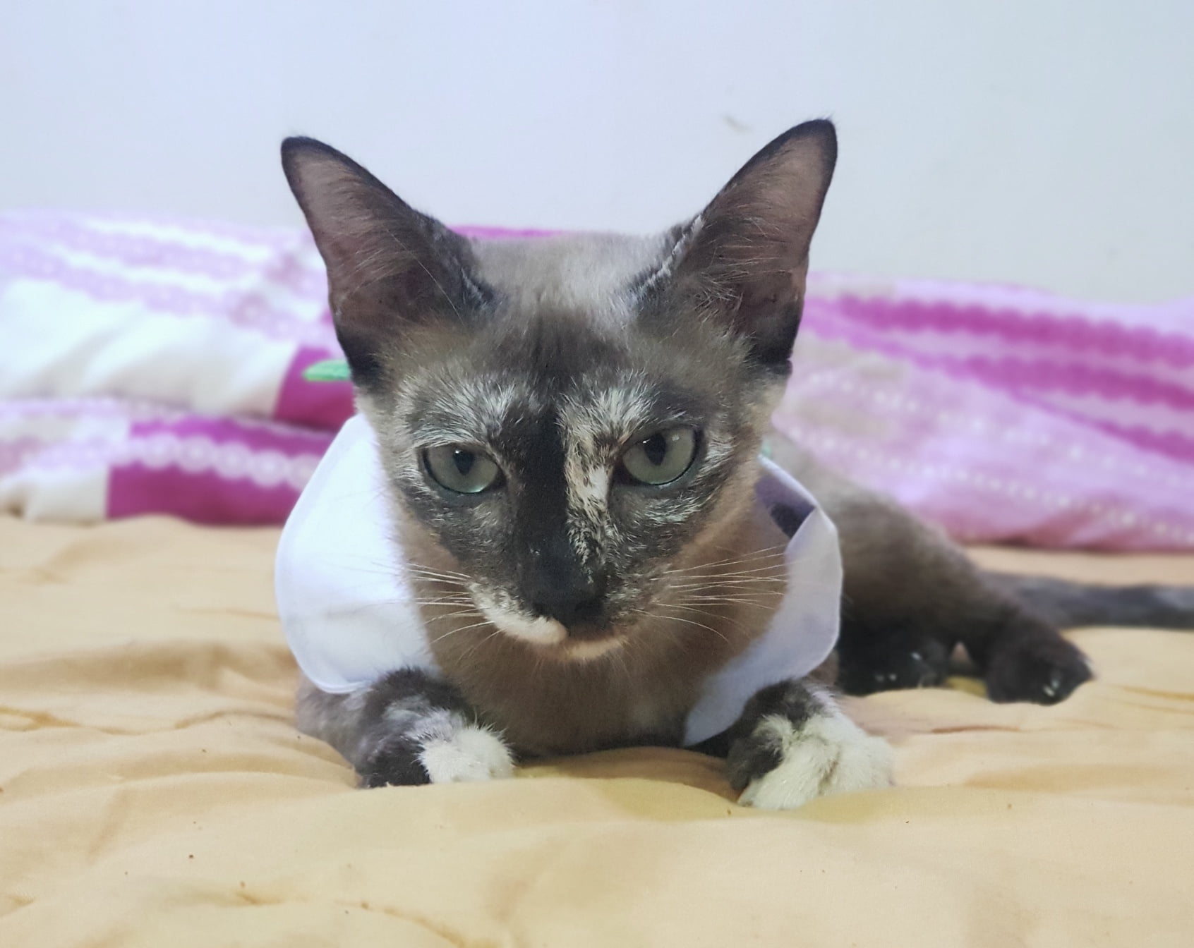 วันนี้ครบระยะกักตัวของ โนอา ปลาสร้อย ปลาซิว แล้วครับ 1