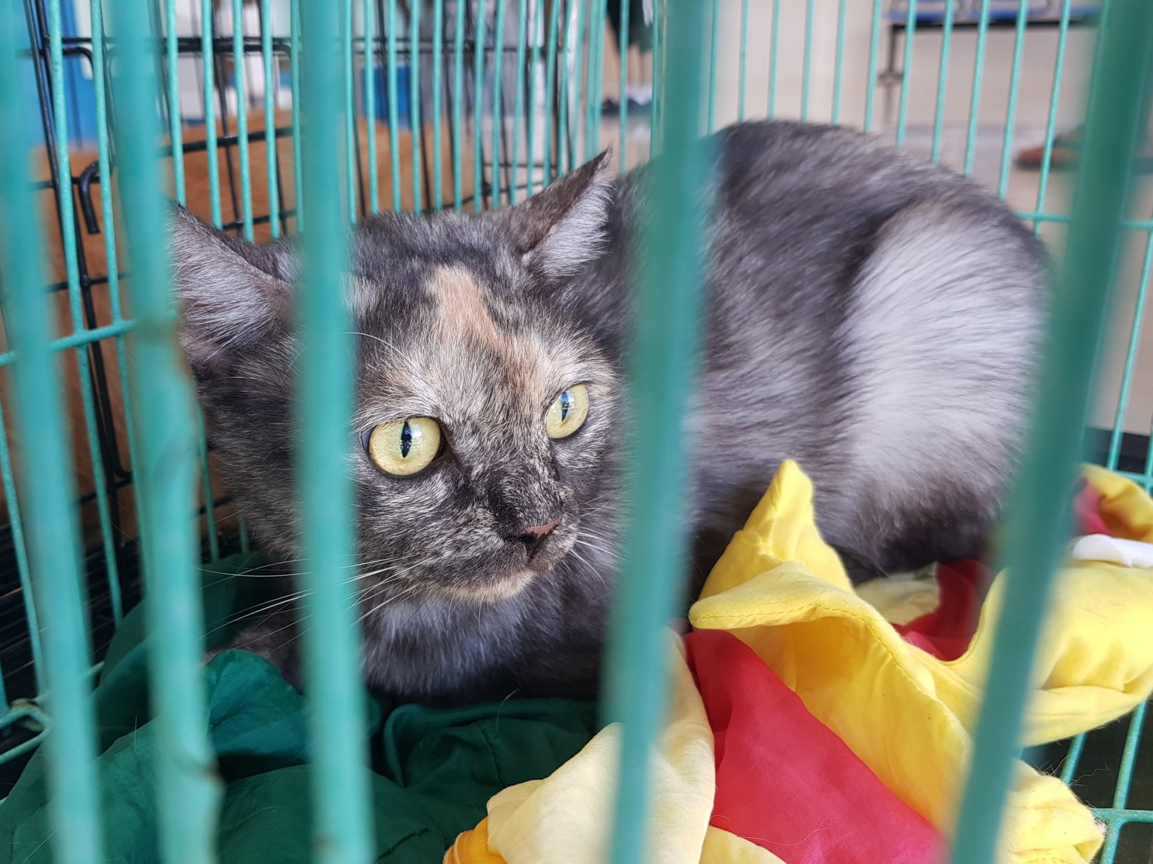 "ยัยเฟือง ถ้าเจอเข็มยาวแปดวา เธอกระโดดงับหมอเลยนะ" 1