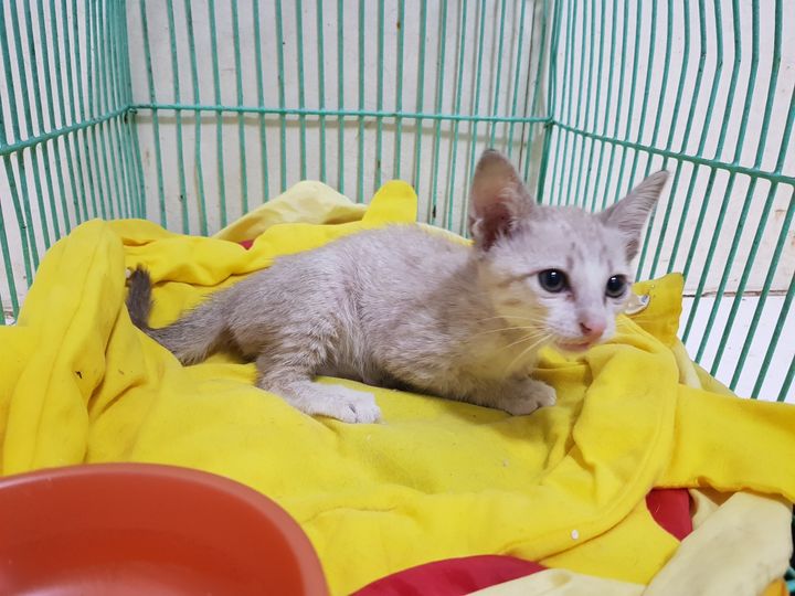 เมื่อสักพักที่ผ่านมา ทองมีร้องส่งเสียงเหมือนมีสิ่งผิดปรกติ พ่อทองมี(คน) จึงเปิดบ 1