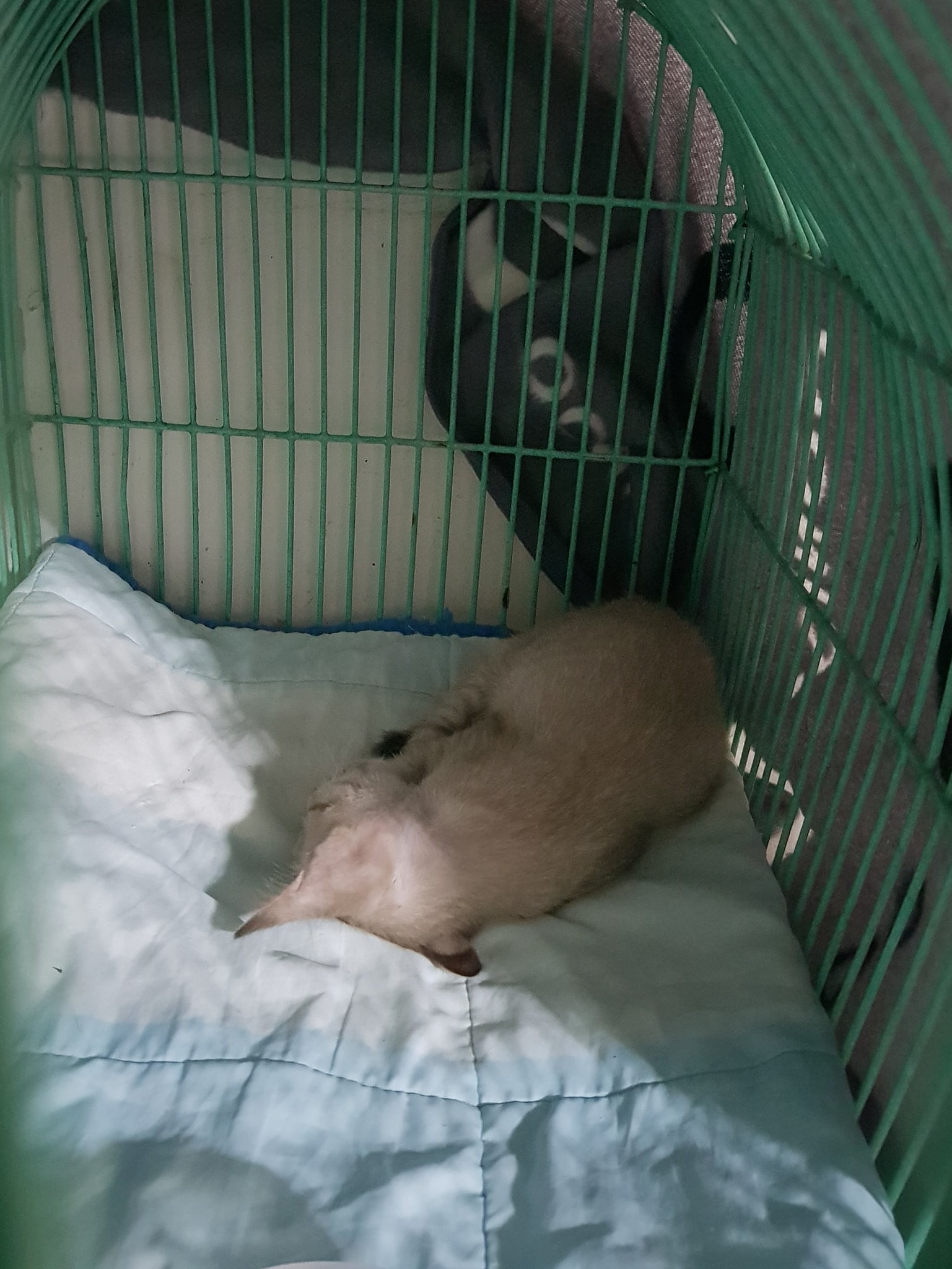 เด็กชาย #ปลาทู (ขอเรียกตามที่แฟนท่านหนึ่งในโพสต์ที่แล้ว) เป็นลูกแมวน้อยเพศผู้ สี 1