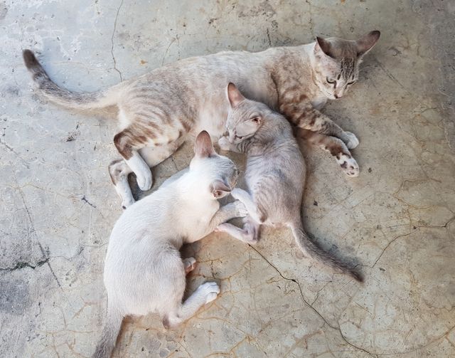 แก๊งสี่ปลา วันนี้ไปเริ่มทำวัคซีนกันแล้วครับ 1